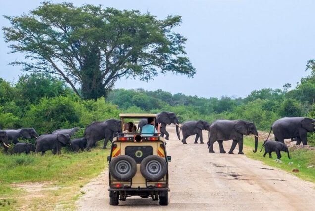 Queen Elizabeth National Park Safari