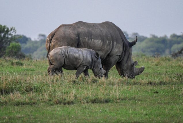 ruma-national-park-safari-kenya.